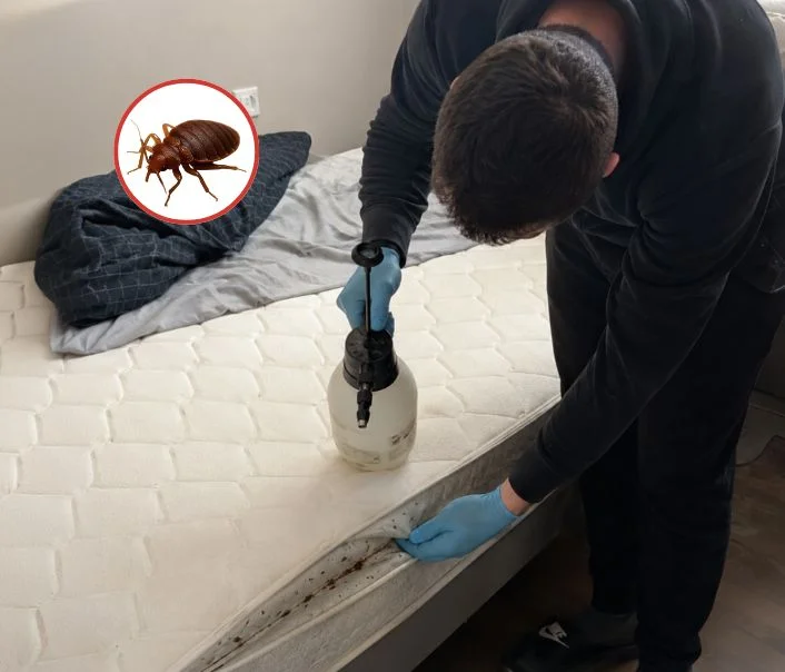 Technicien traitant un matelas contre les punaises de lit à Jumeauville